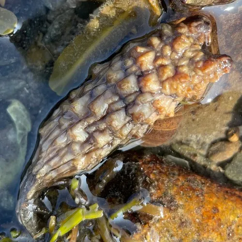 Stalked Sea Squirt