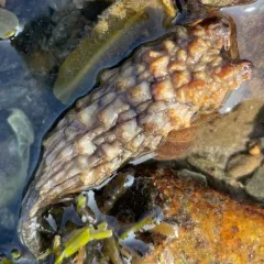 Stalked Sea Squirt thumbnail 1
