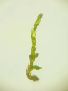 Two-ranked Moss thumbnail 4