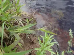 northern witchgrass thumbnail 3