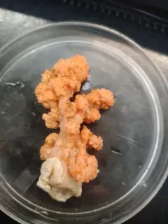 Hedge Carnation Coral thumbnail 1