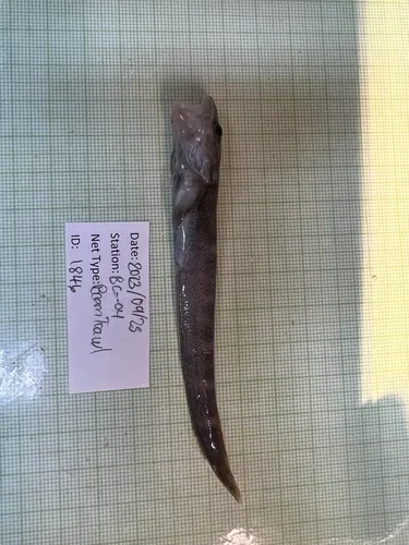 Pale Eelpout