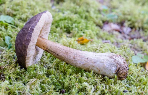 Alaska bolete