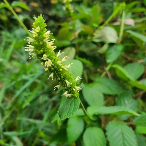 yellow giant hyssop