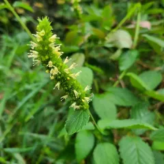 yellow giant hyssop thumbnail 1