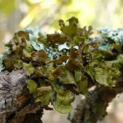 Fringed Wrinkle Lichen thumbnail 3