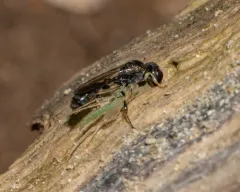 Rhopalum coarctatum thumbnail 3