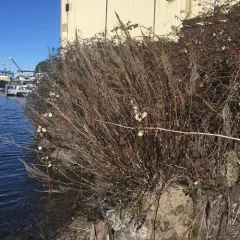coastal mugwort thumbnail 1