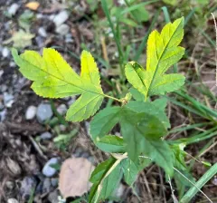 Toringo Crabapple thumbnail 3