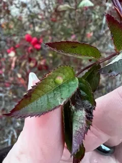 Spiked Pea Gall Wasp thumbnail 2