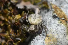 Psammitis labradorensis thumbnail 1