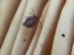 Ptenothrix marmorata thumbnail 1
