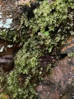 Clubmoss Thyme Moss thumbnail 2