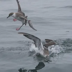Great Shearwater thumbnail 4