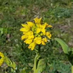 field mustard thumbnail 4