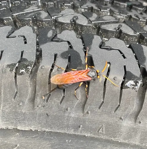 California Horntail