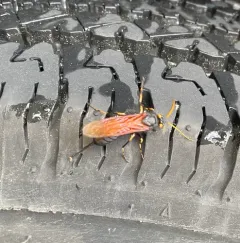 California Horntail thumbnail 1