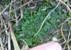 smooth hornwort thumbnail 2