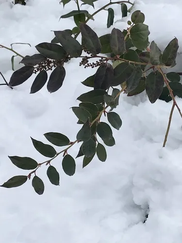 Swamp Dog-laurel