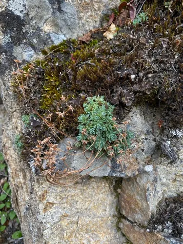 Borsch Stonecrop