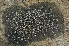 Rhizocarpon eupetraeum thumbnail 3