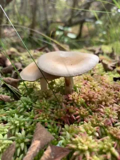 Hebeloma incarnatulum thumbnail 1