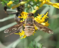 Williston's bee fly thumbnail 3