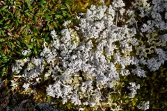 Alpine Foam Lichen thumbnail 2