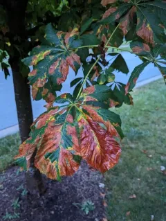 Aesculus leaf blotch thumbnail 4