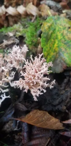 Lentaria byssiseda