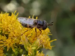 Hairy-horned Bromeliad Fly thumbnail 1