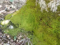 Beaded Jellyskin Lichen thumbnail 4