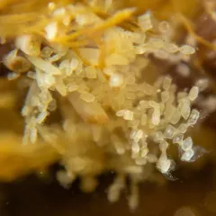 Isthmia nervosa thumbnail 4