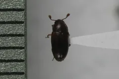 Dacne californica thumbnail 2