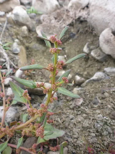 Low Goosefoot