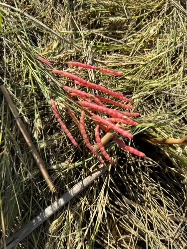perennial glasswort