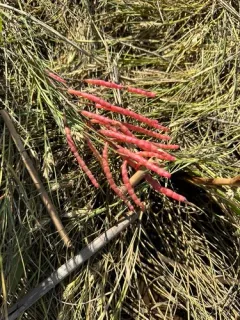 perennial glasswort thumbnail 1