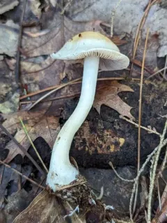 Hebeloma albidulum thumbnail 4