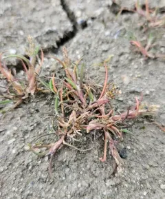 Moss Grass thumbnail 2