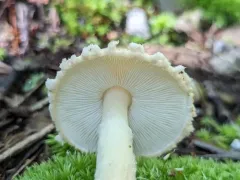 Lepiota cortinarius thumbnail 3