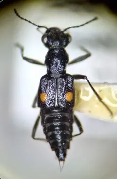 Dianous nitidulus thumbnail 2