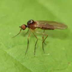 Ocydromia glabricula thumbnail 4