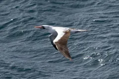 Nazca Booby thumbnail 2