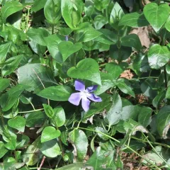 greater periwinkle thumbnail 2
