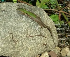 Italian Wall Lizard thumbnail 3
