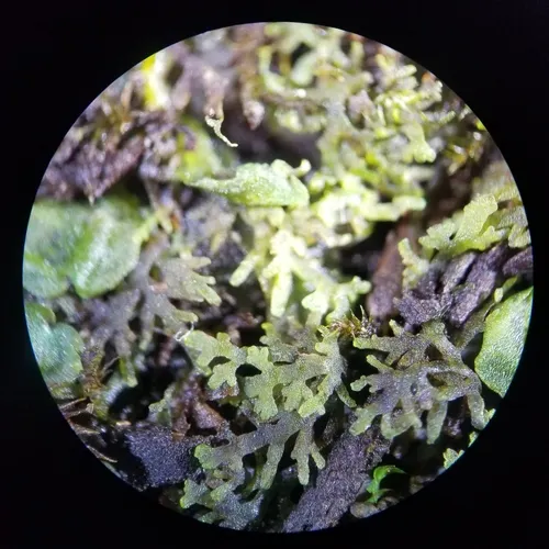 Comb Liverwort