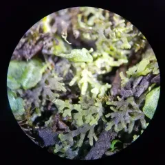 Comb Liverwort thumbnail 1