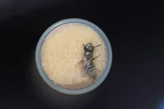 Sable Island Sweat Bee thumbnail 2