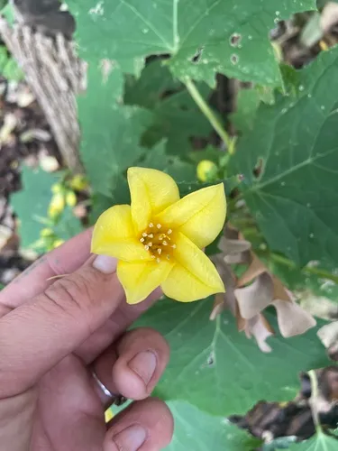 Yellow waxbells