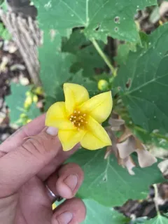 Yellow waxbells thumbnail 1